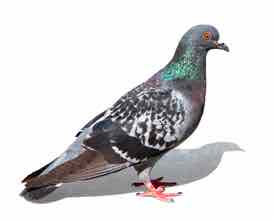 Pigeon