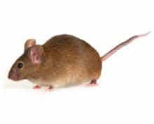 mouse pest control