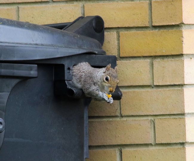 Squirrel feeding from rubbish bin