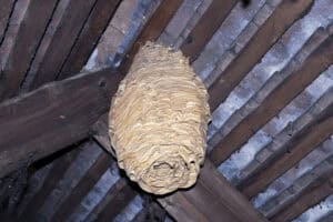 Wasp nest in attic - loft