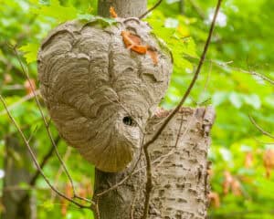Wasp nest in tree