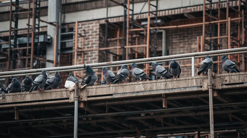 indigo pest control construction industry 01
