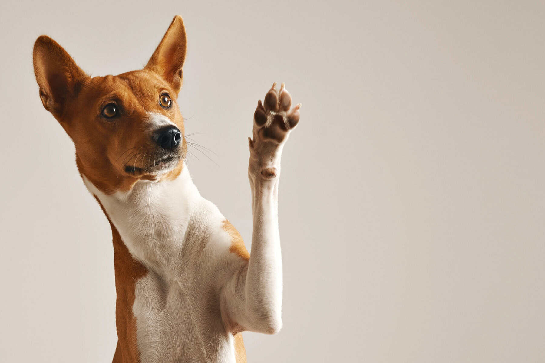 Pet Addendum for Nevada Rentals