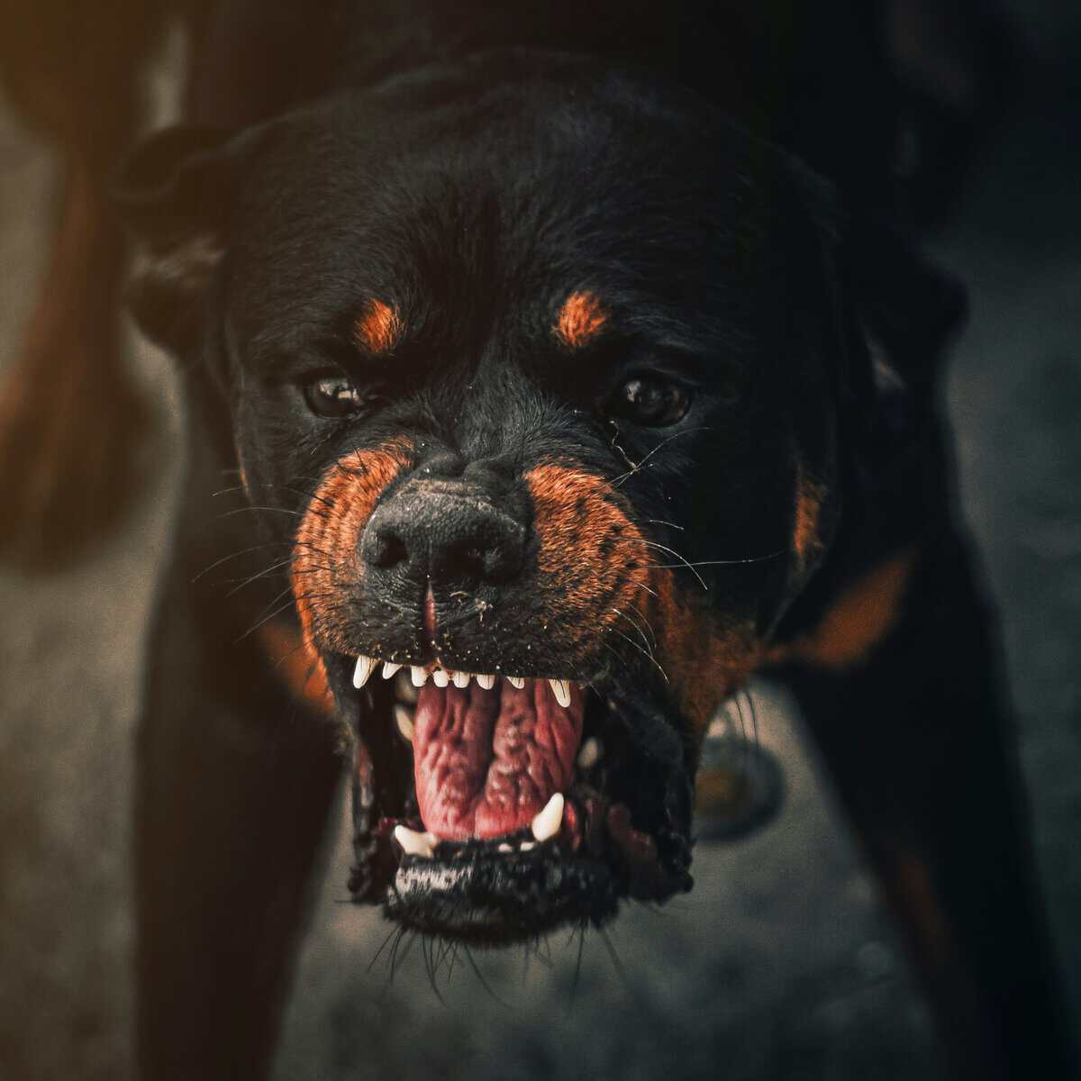 My Tenant Has a Restricted Breed Dog