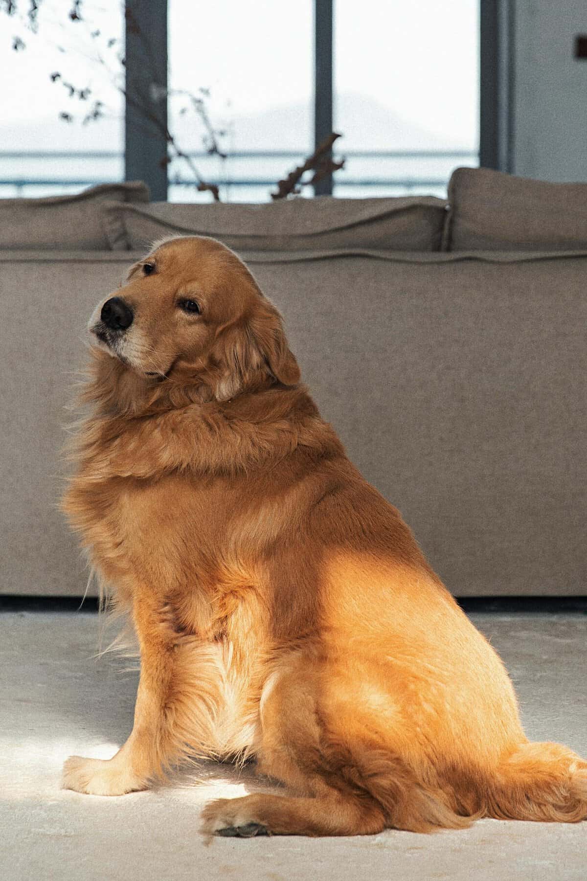 Emotional Support Animals, Nevada Landlord Rules