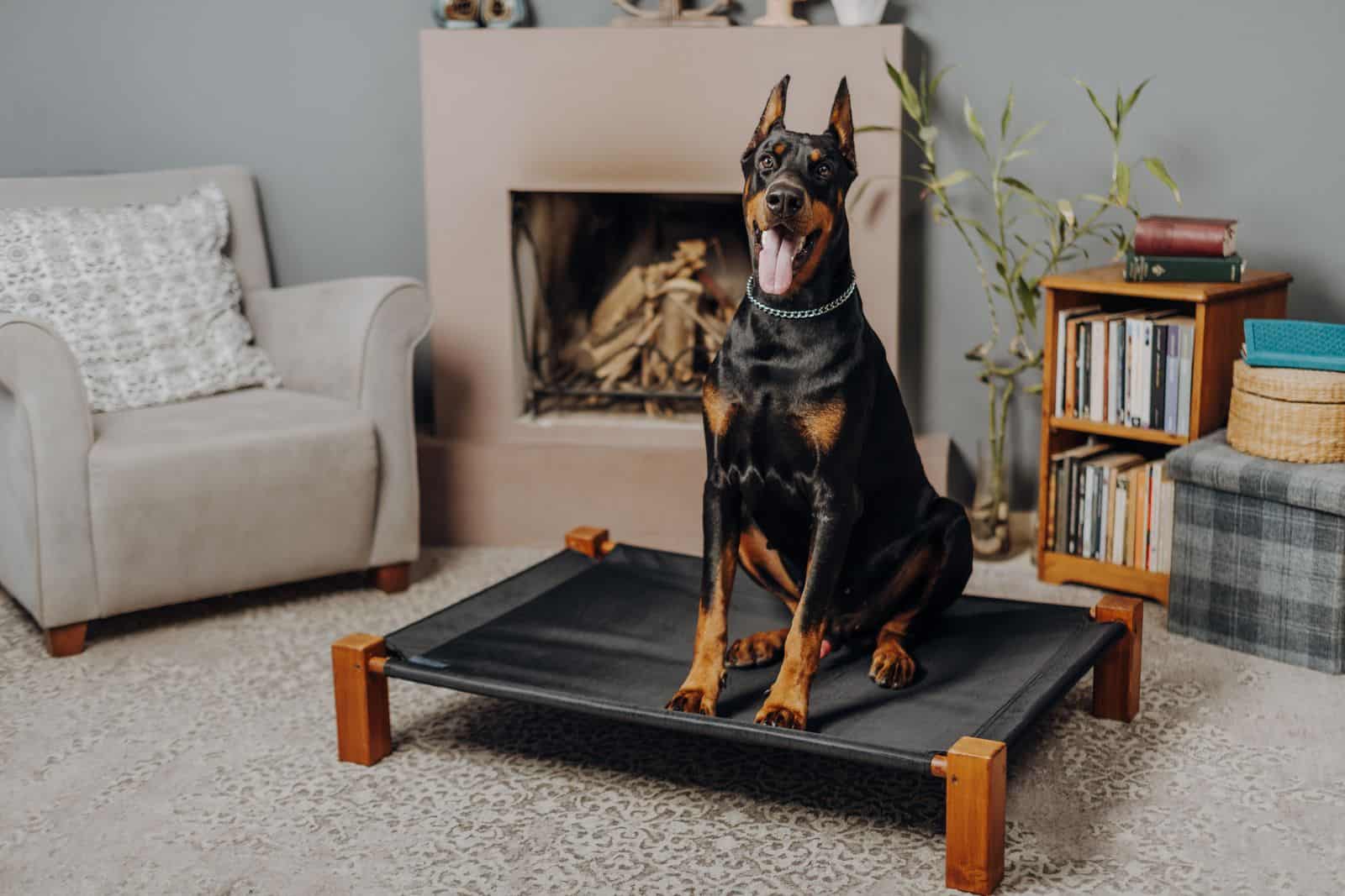 Dog resting on a couch in a Las Vegas rental living room
