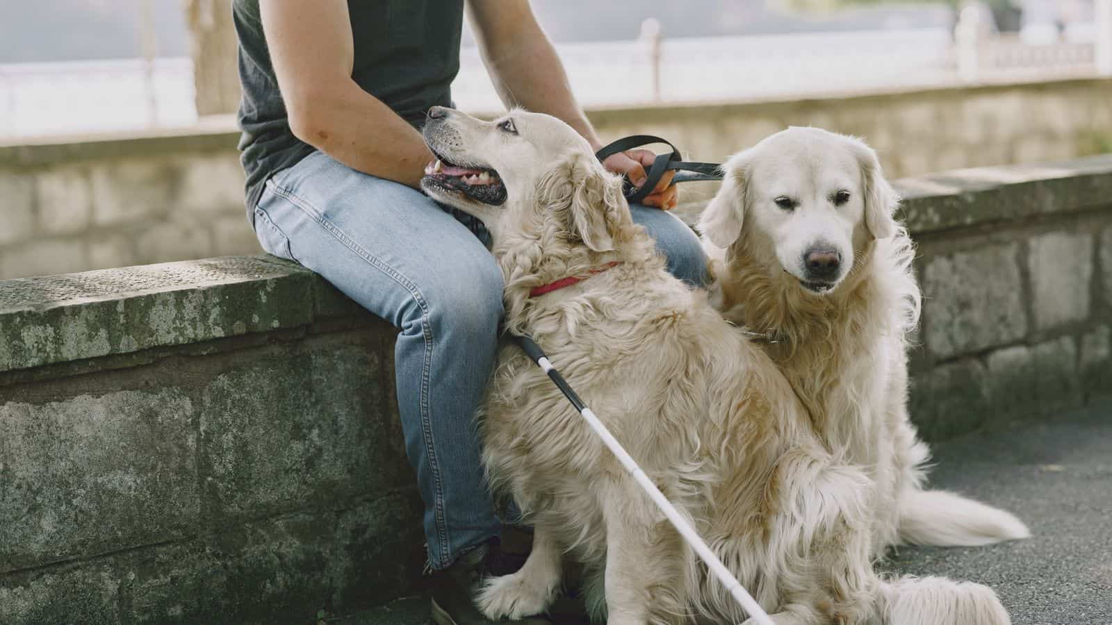 Service Animals vs Emotional Support Animals, What Nevada Landlords Must Treat Differently