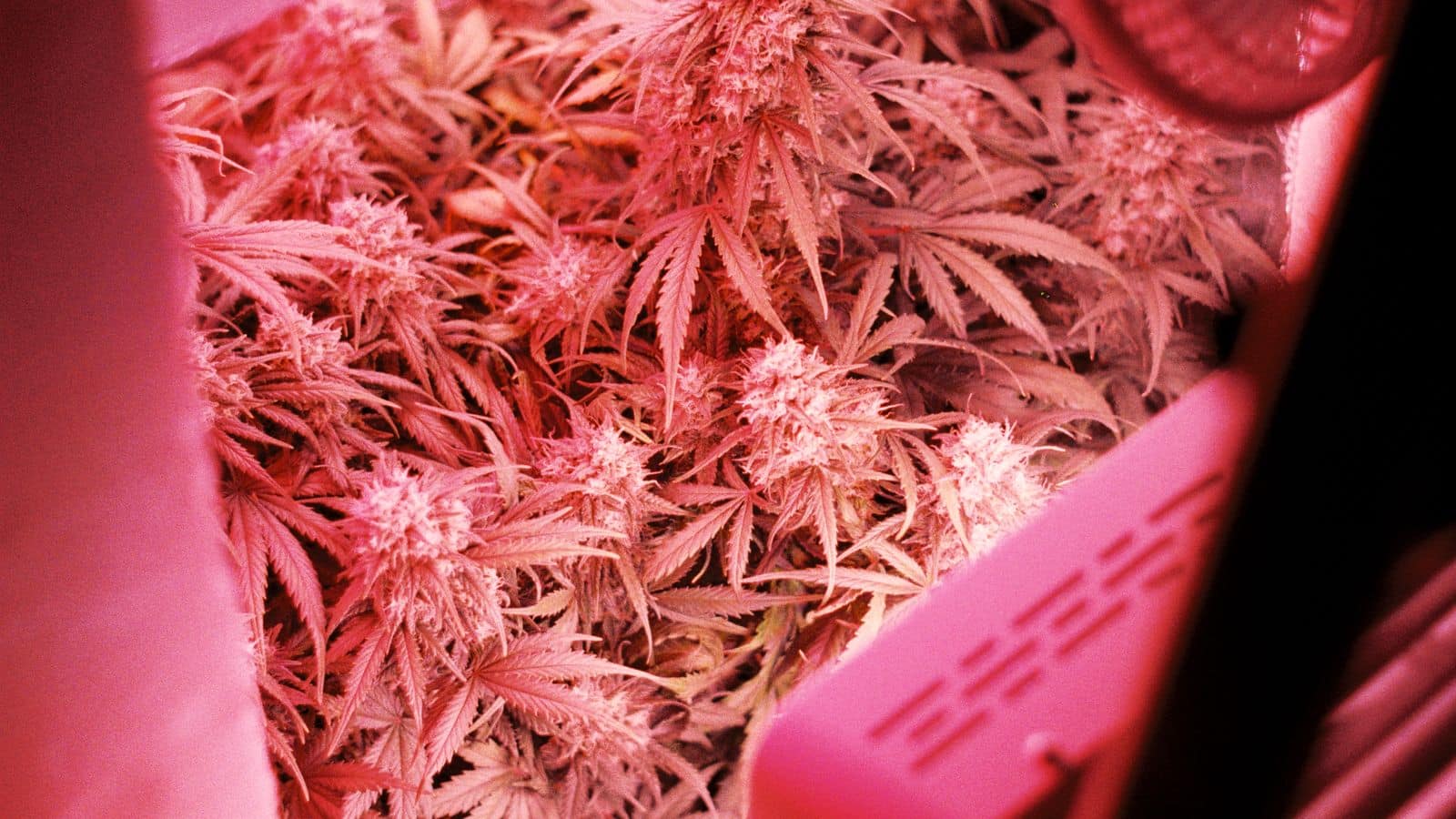 Can My Tenant Grow Marijuana in My Rental Under Nevada Law