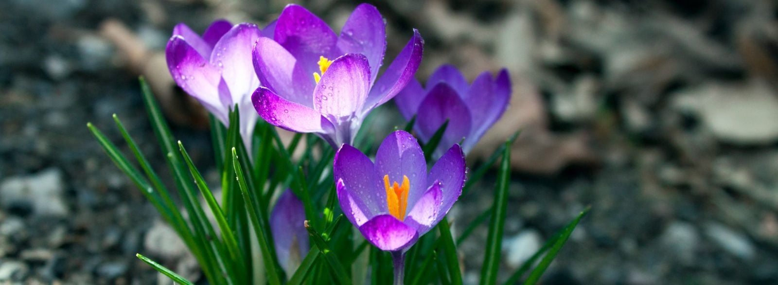 Crocus In Bloom #2