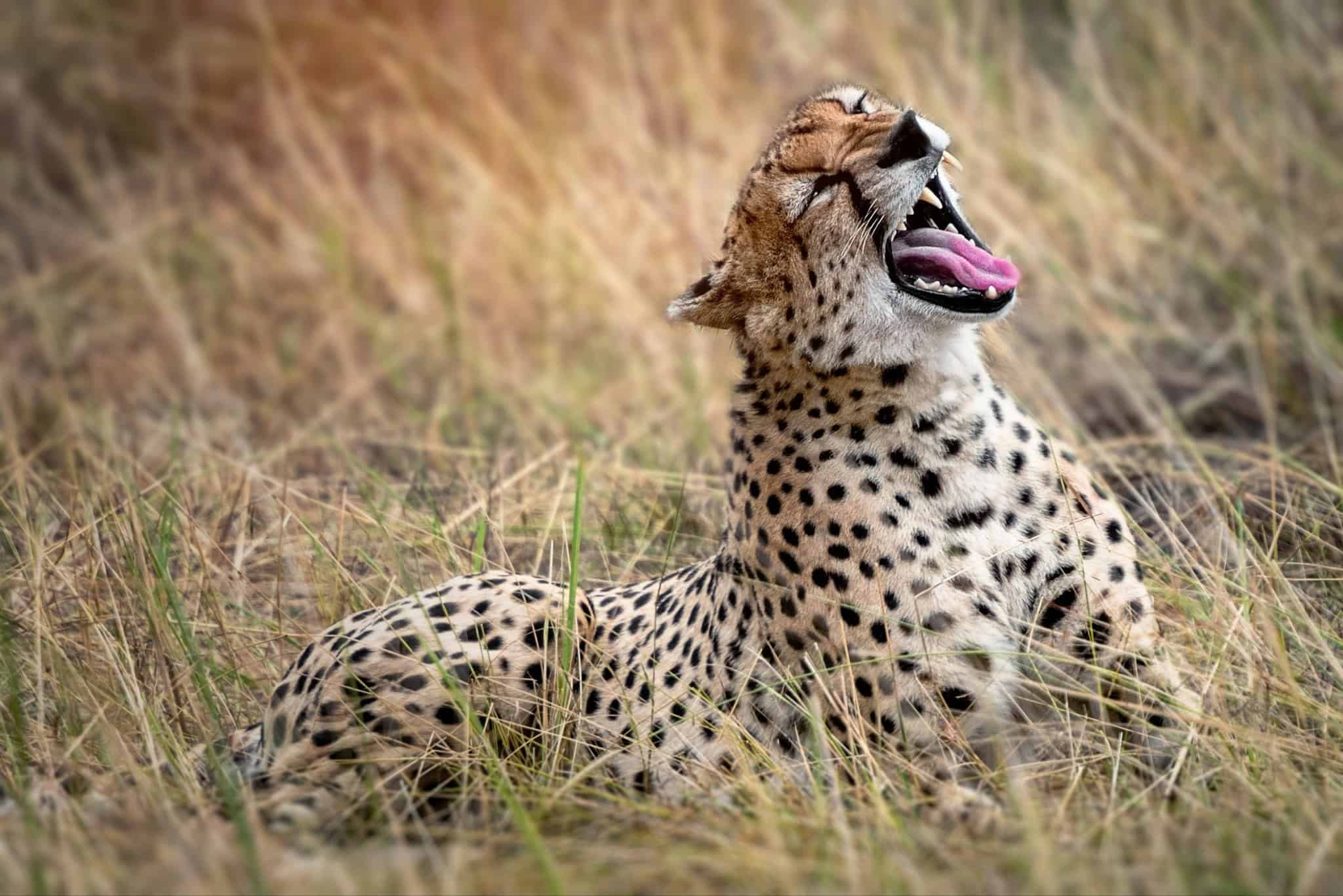 Cheetah in the wild