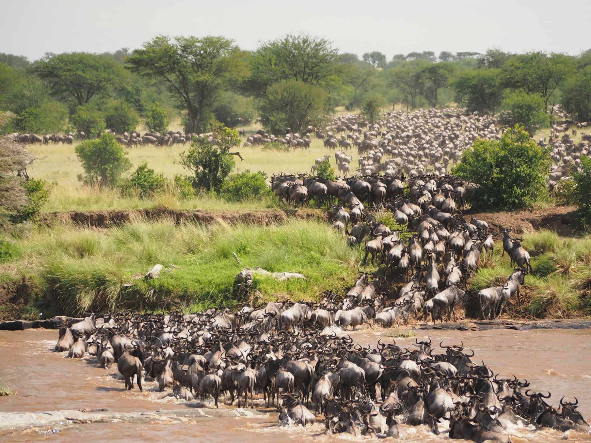 The Great Migration river crossing