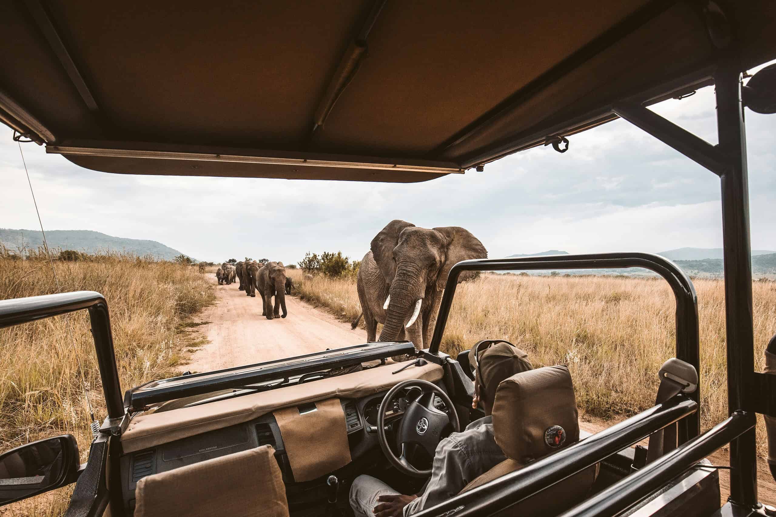 Safari scene in East Africa