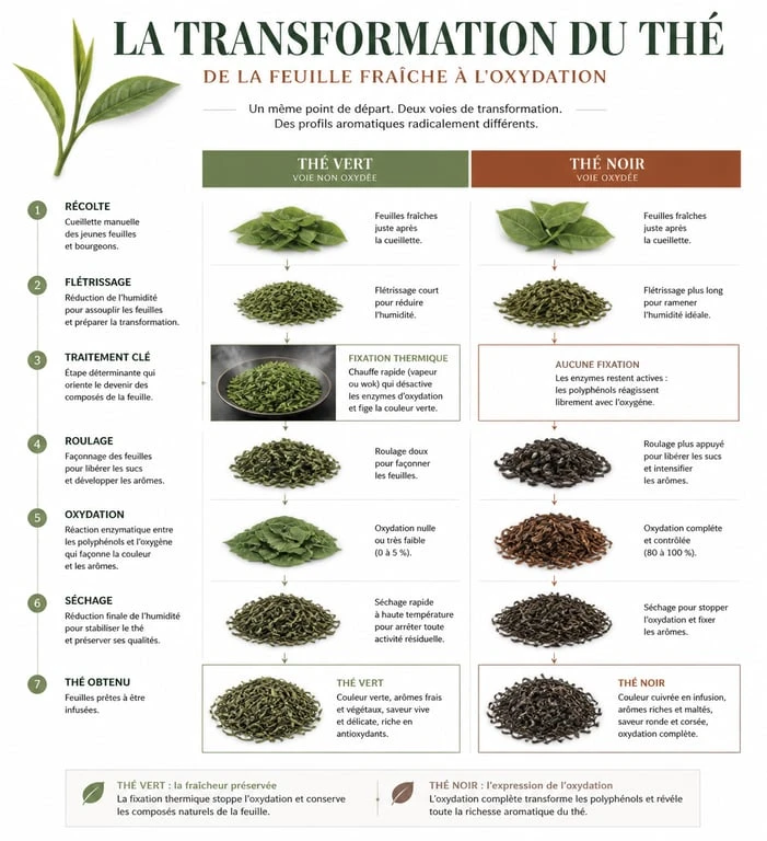 Infographie comparative des processus de fabrication du thé noir et du thé vert