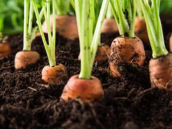 Close-up of several carrots partially embedded in soil, showcasing how to effortlessly grow vegetables from scraps, with their vibrant green tops reaching for the sun.
