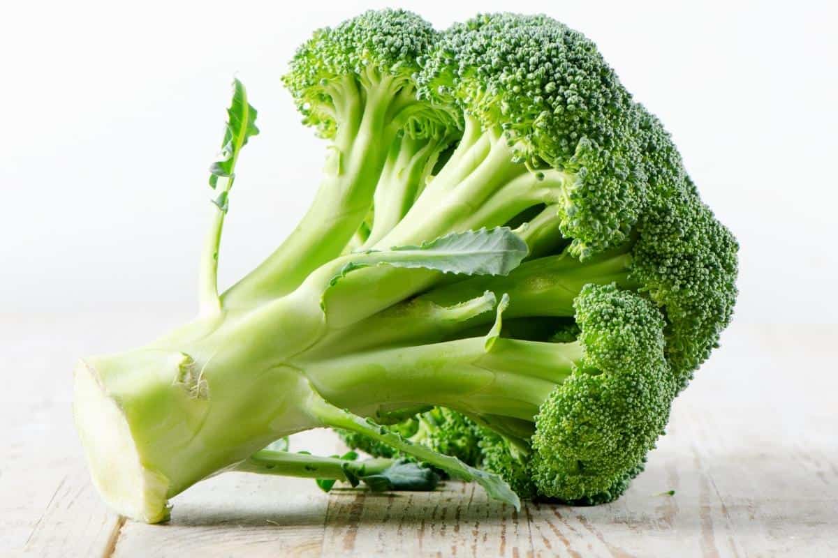 head of broccoli on light table