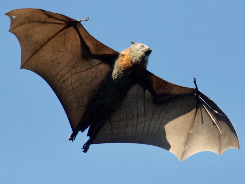 Environmental surveys image of a bat