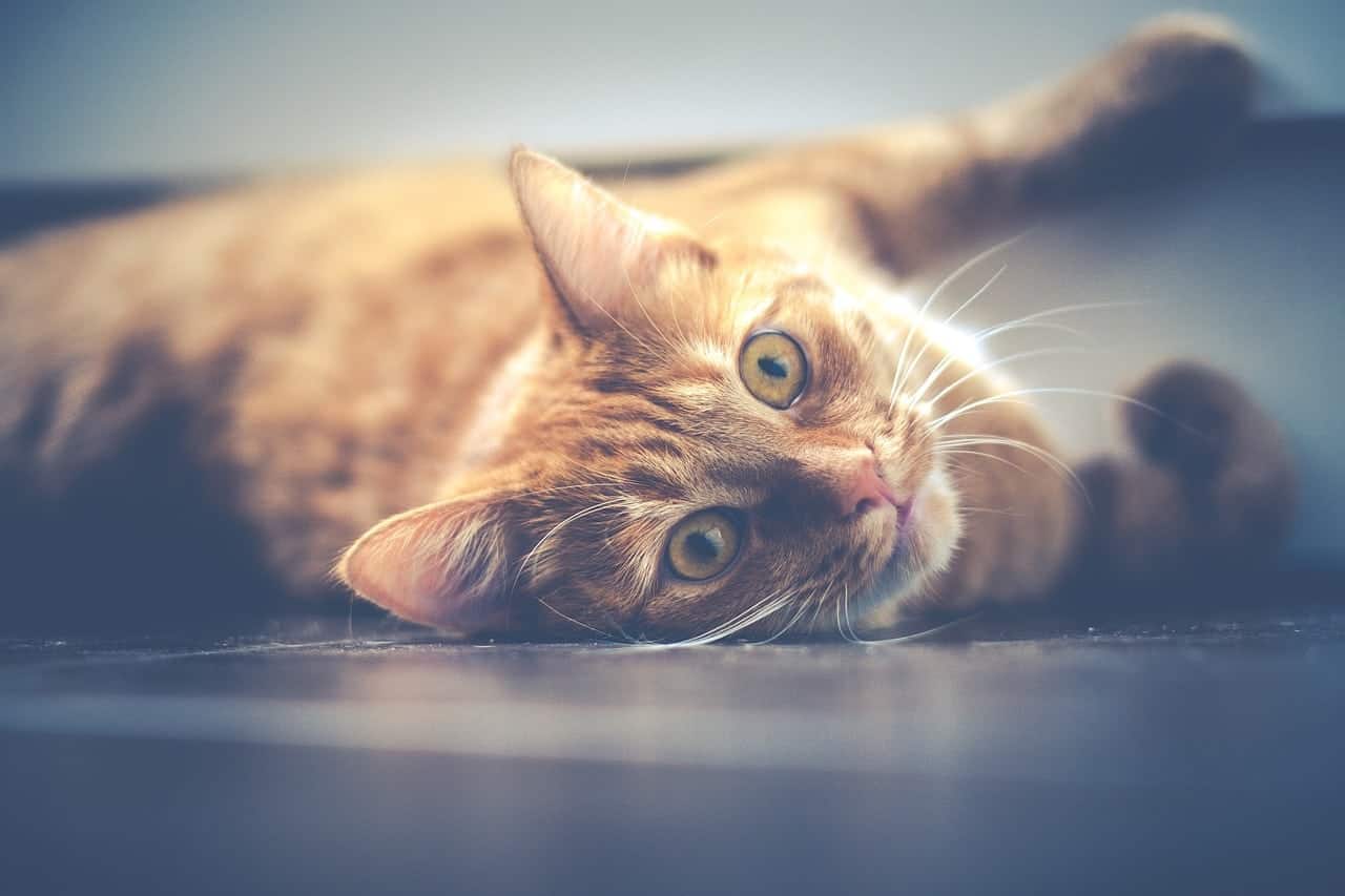 Pet Adoption Videos