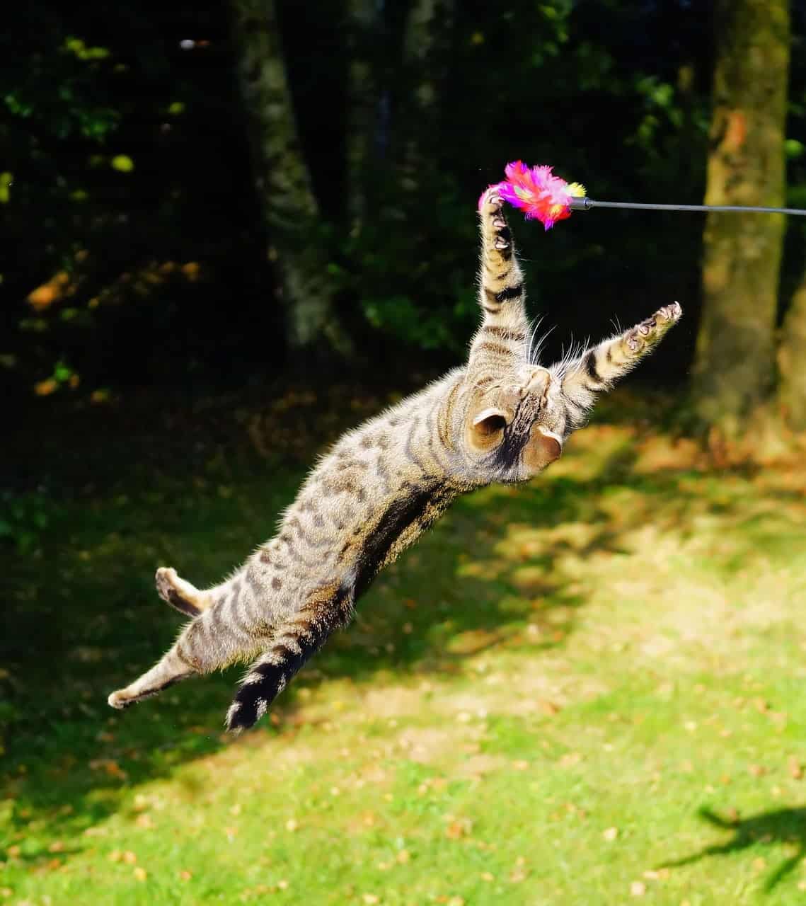 Should We Use Cat Videos for Marketing?