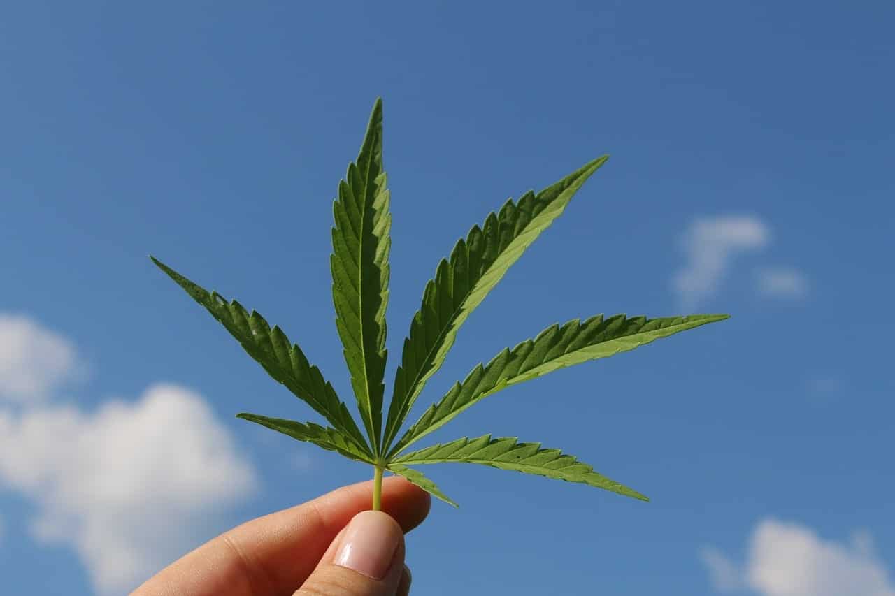 legalized cannabis