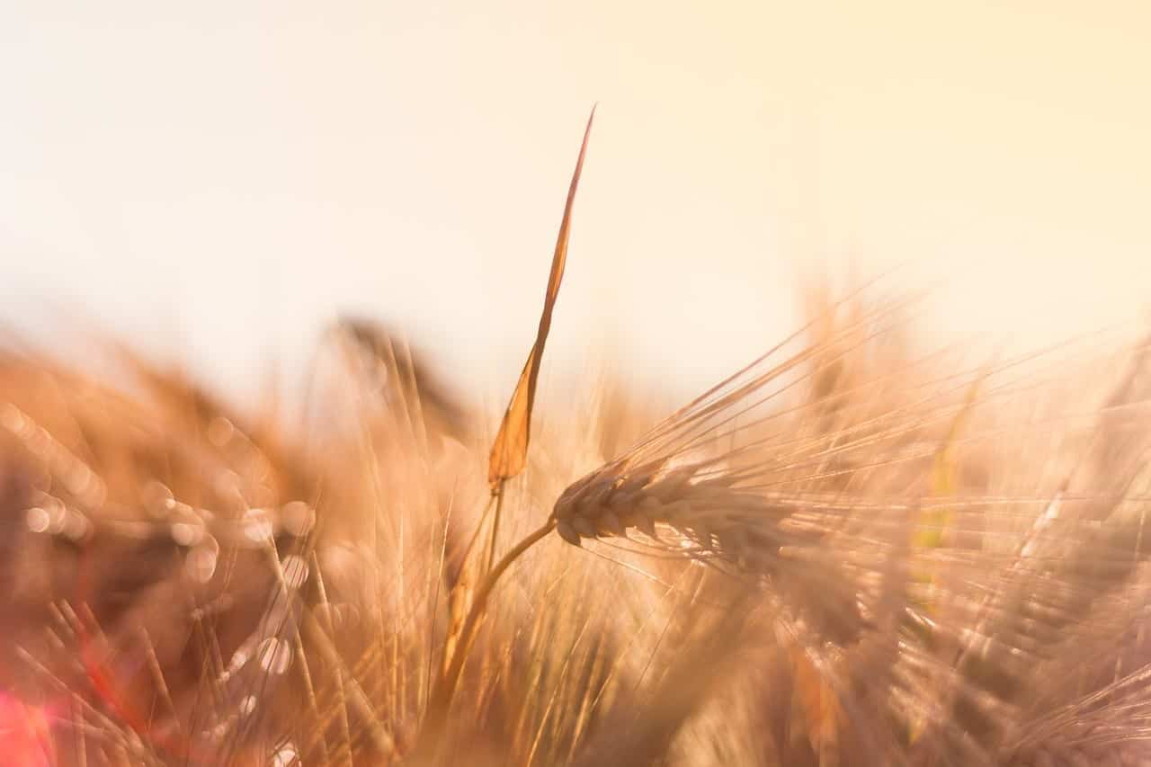 soft shot of barley in a field with sun behind it