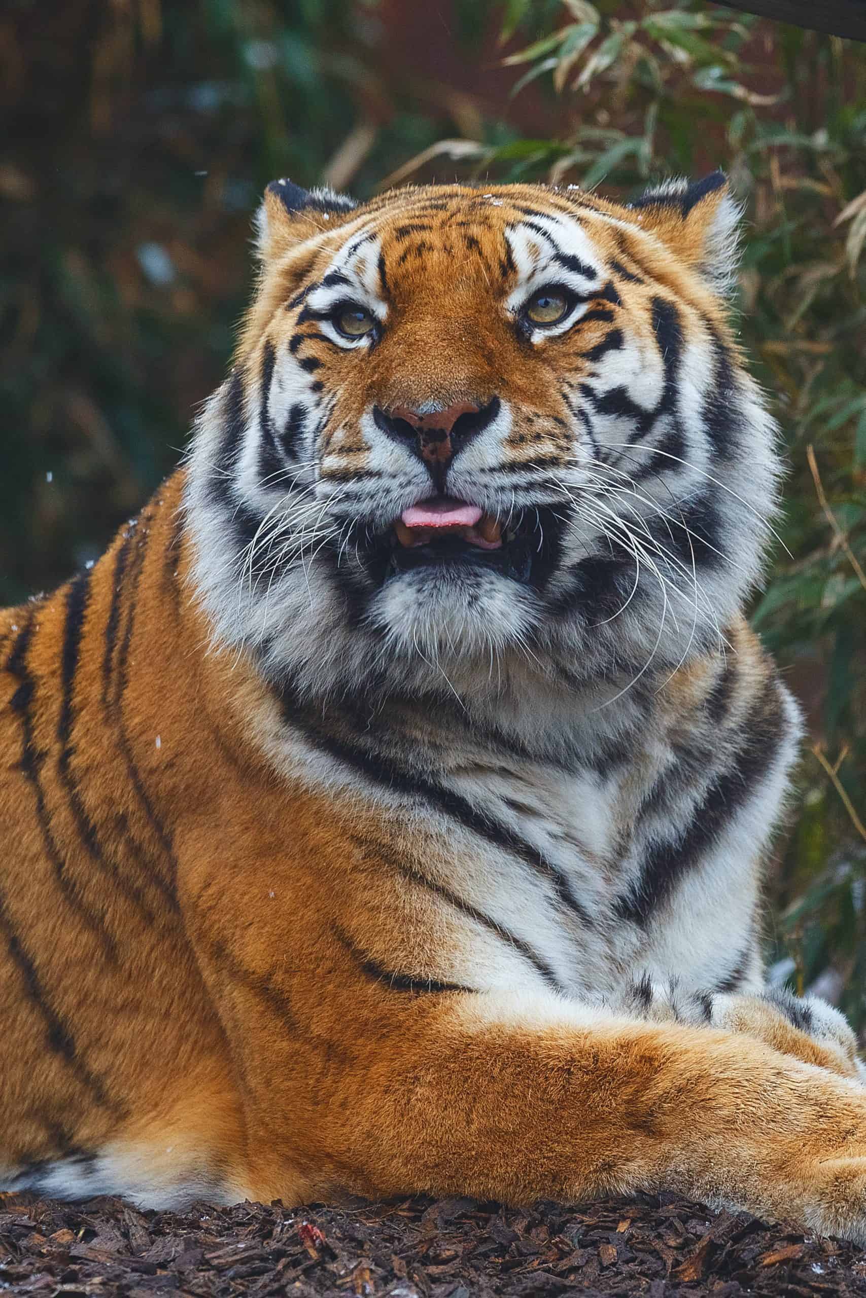 Tiger King Documentary
