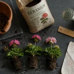 Quand planter geranium : calendrier mai contre le gel