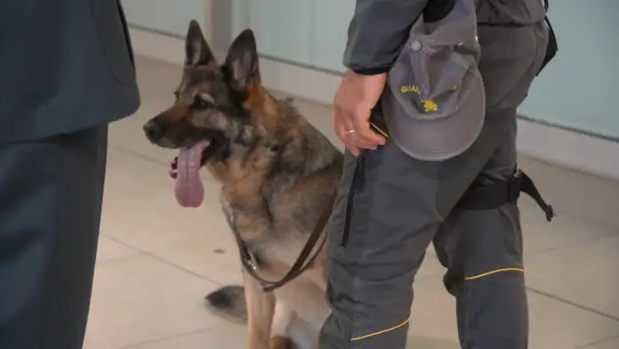 voli