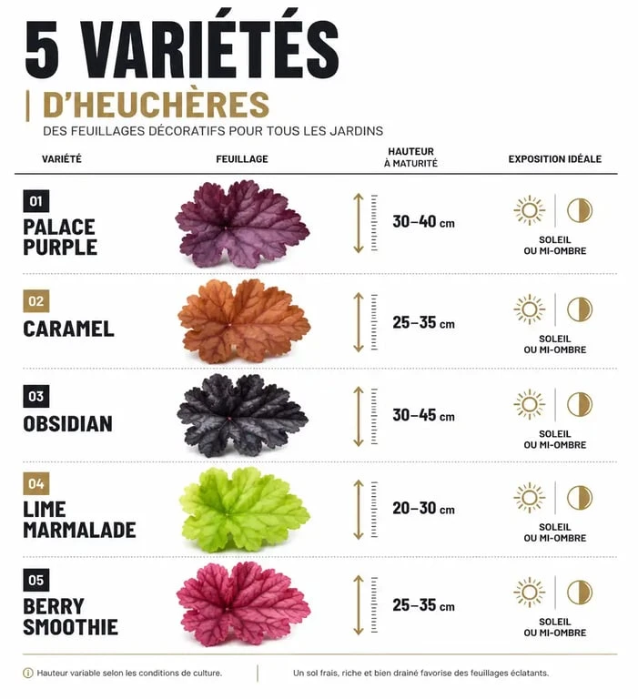 Infographie comparative des plus belles variétés d'heuchères pour le jardin