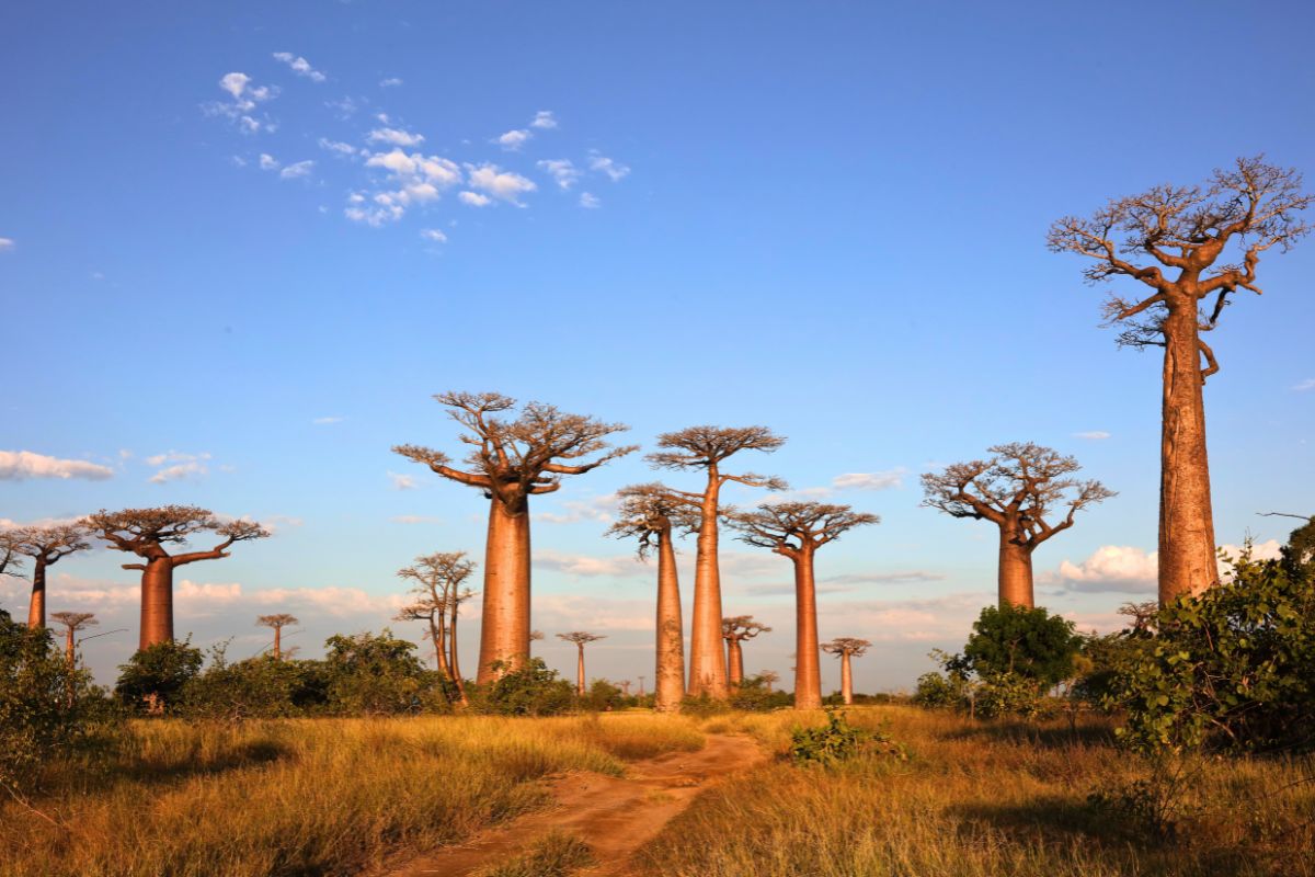 Baobab trees in Madagascar