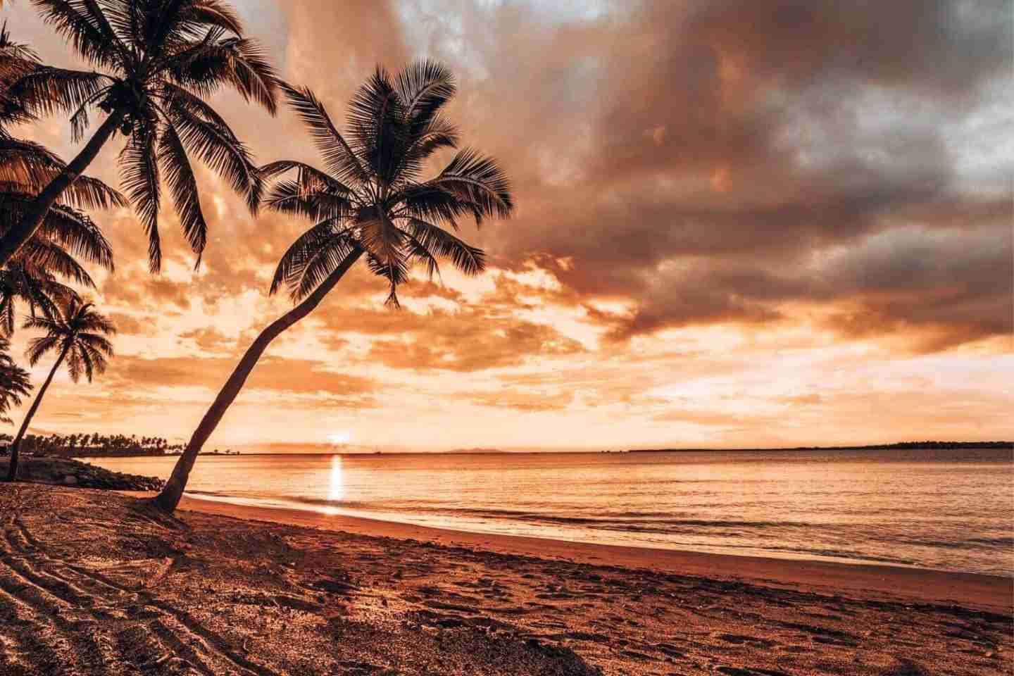 Sunset on a beach with palm trees