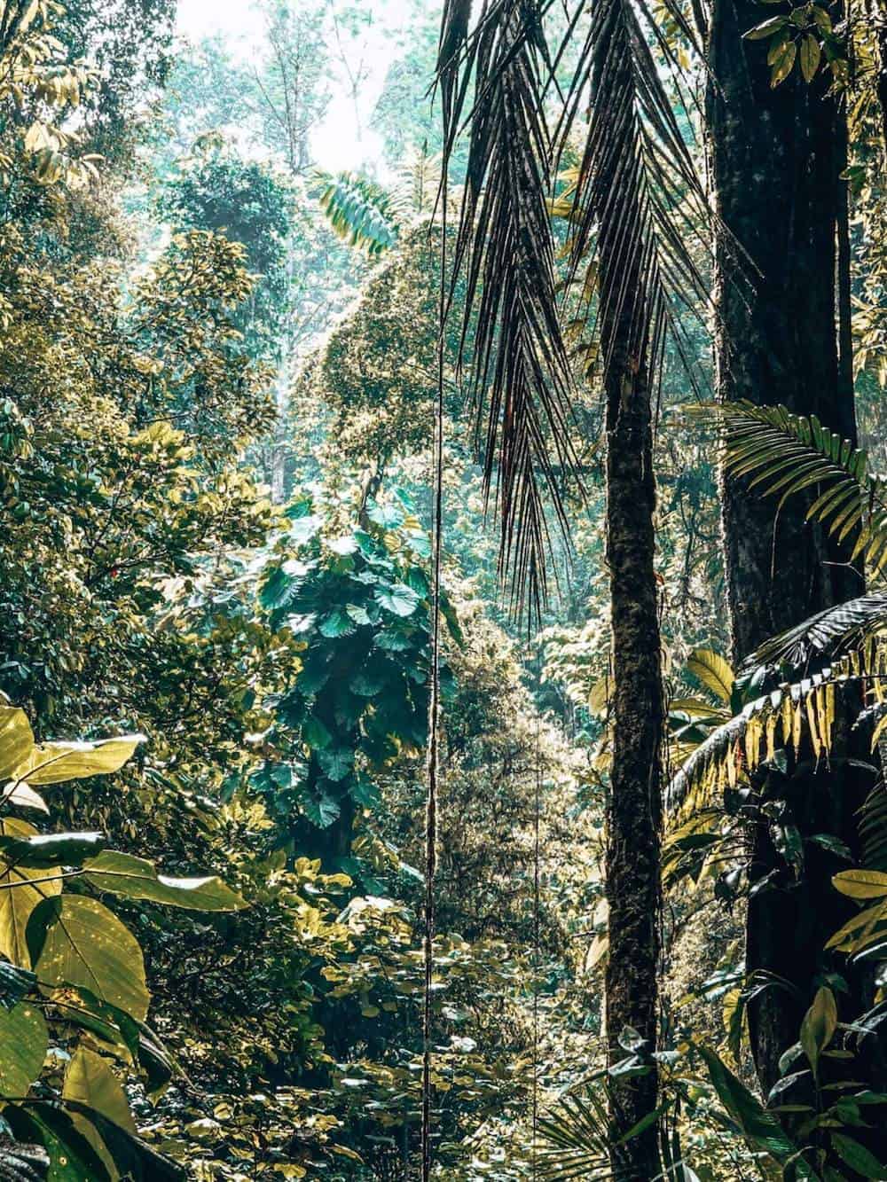 Dense rainforest in Costa Rica