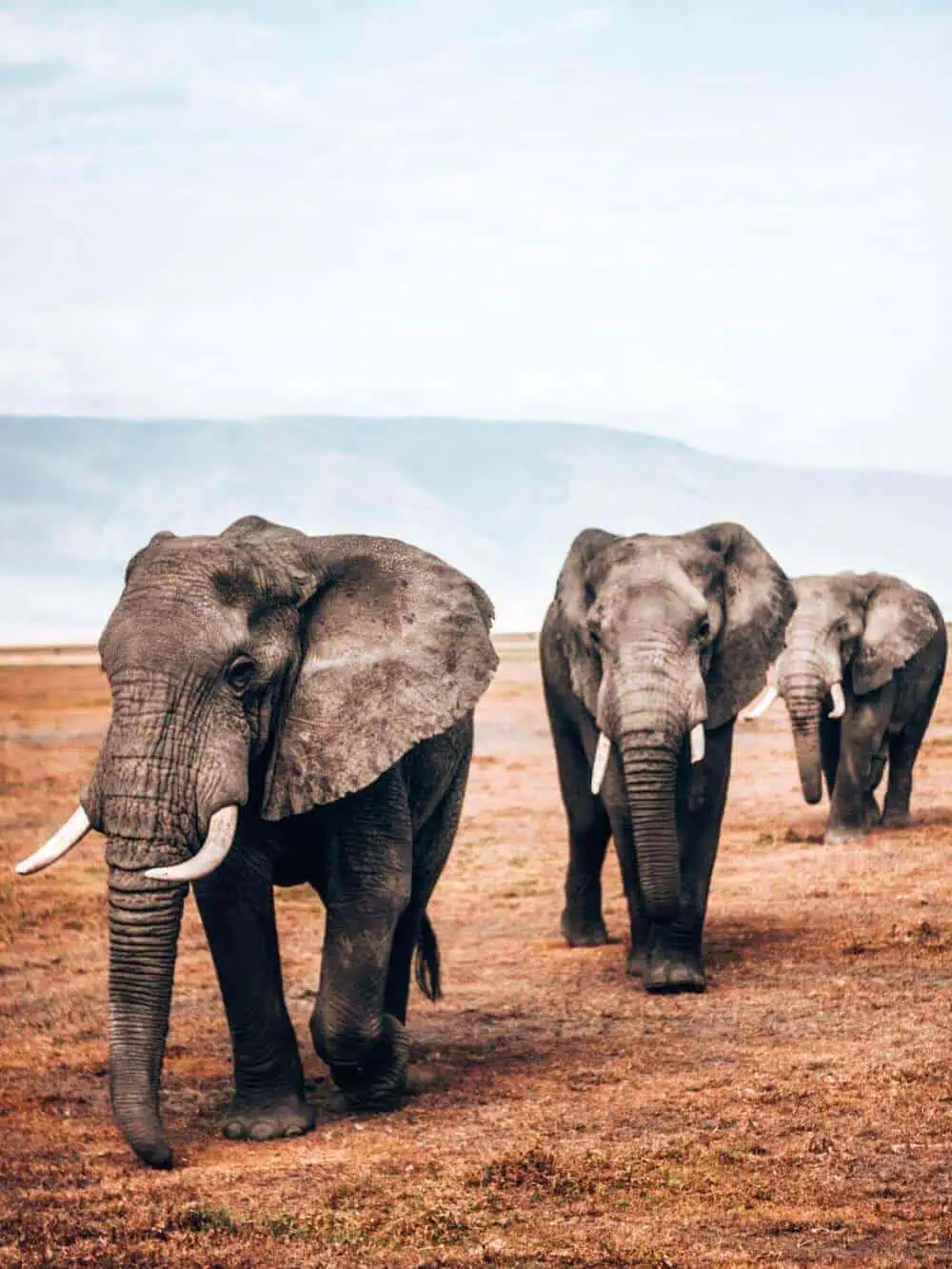 Three elephants in the wild in Tanzania