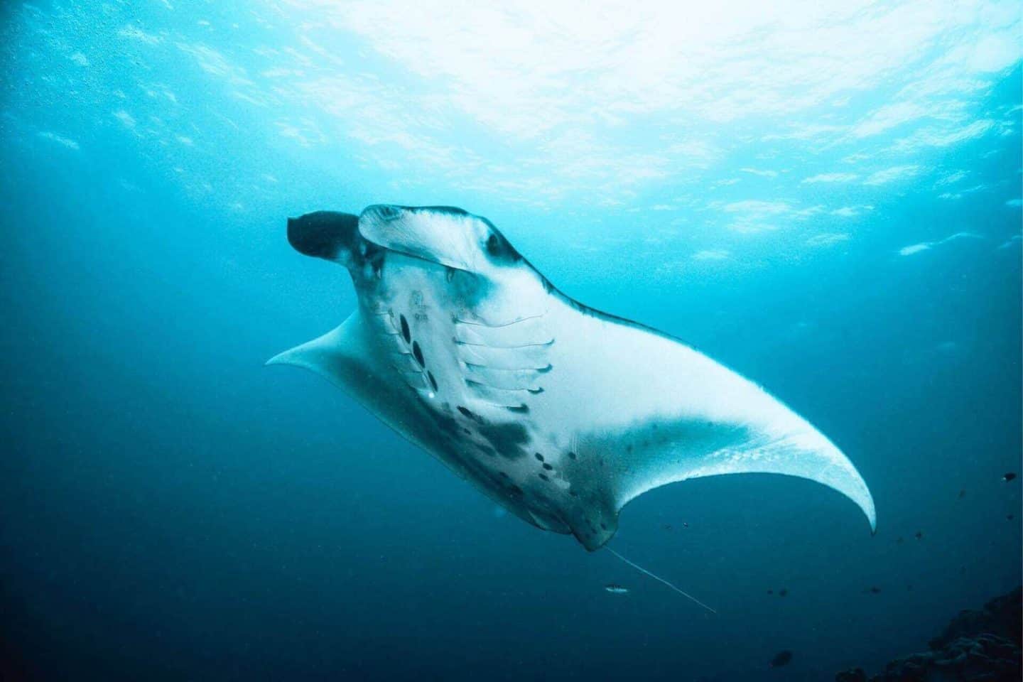 Manta ray swimming under the sea