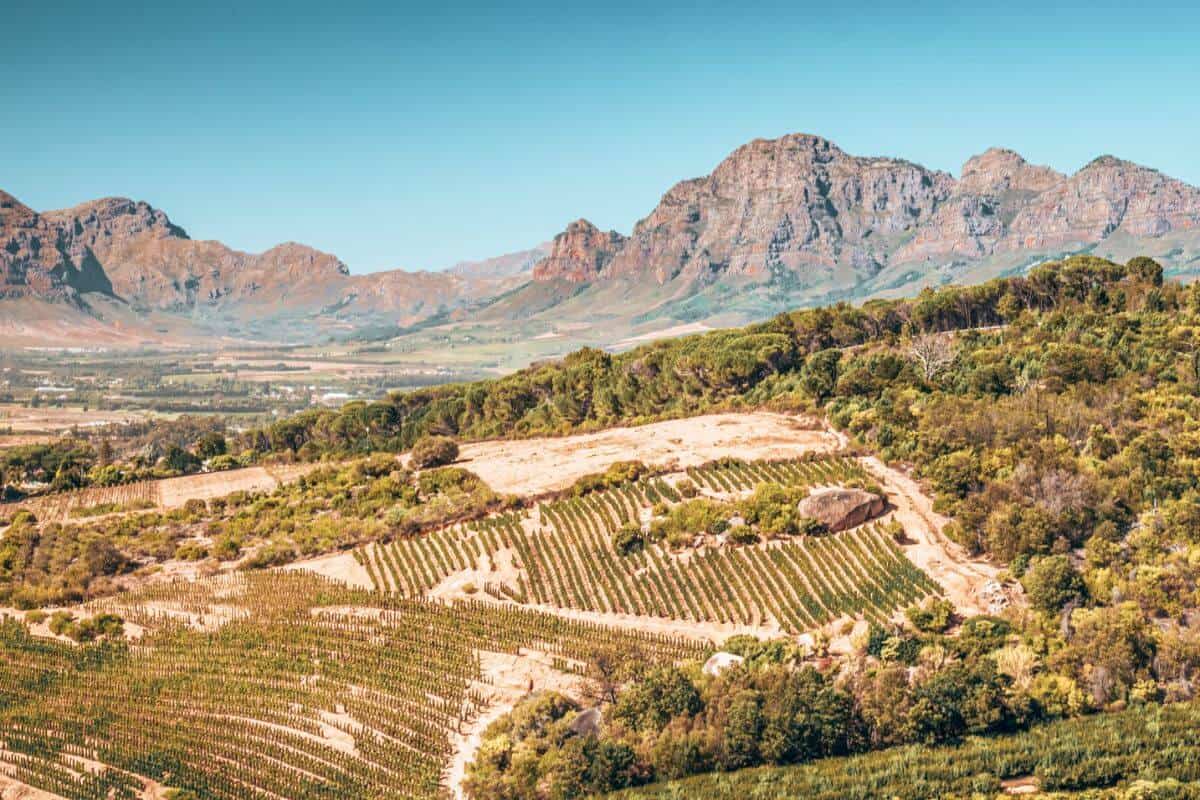 Vineyards set amongst vegetation in front of dramatic, rugged cliffs