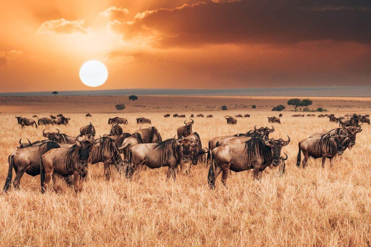 A herd of wildebeest on a sprawling plain in Kenya under a golden sun