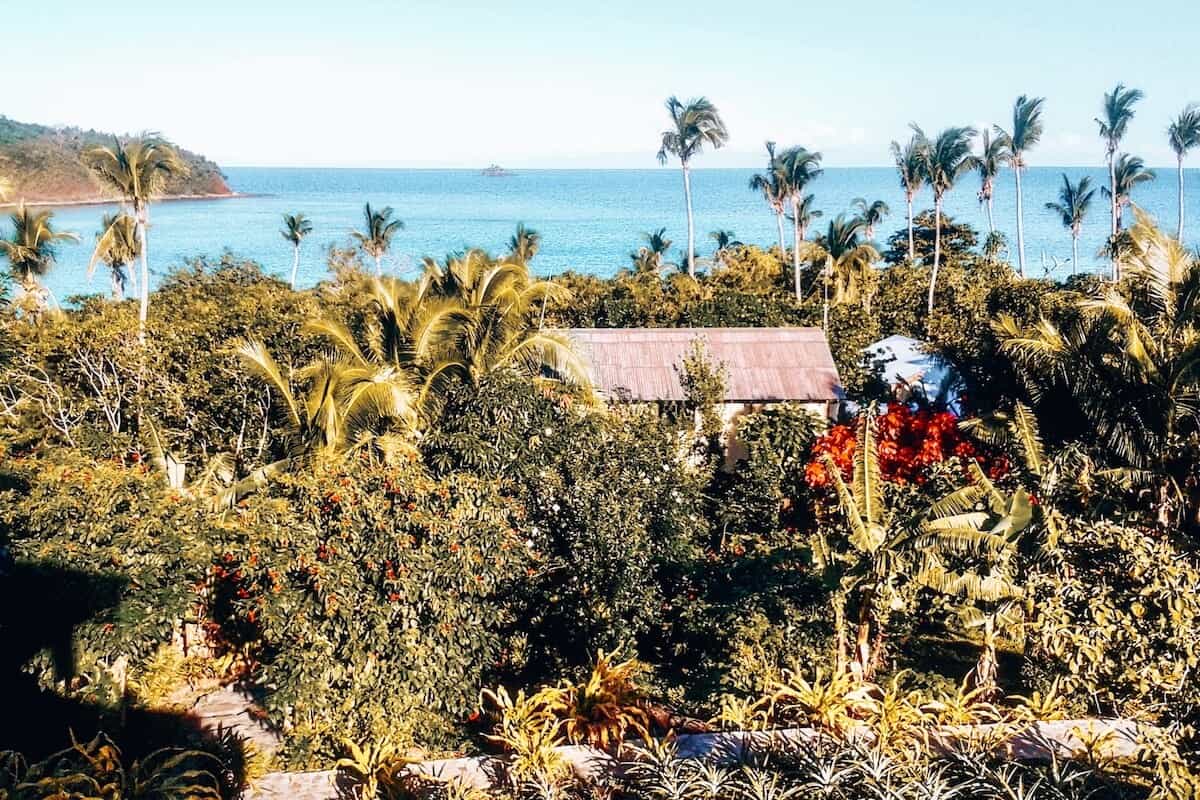 A view looking across dense greenery and palm trees on a tropical, sunny island in Fiji