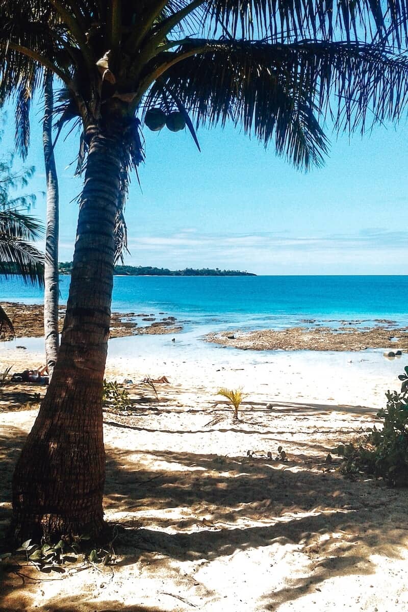 Palm tree on a white sand beach in Fiji