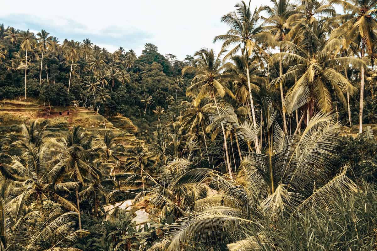 Dense greenery and palm trees surrounding a rice terrace in Bali