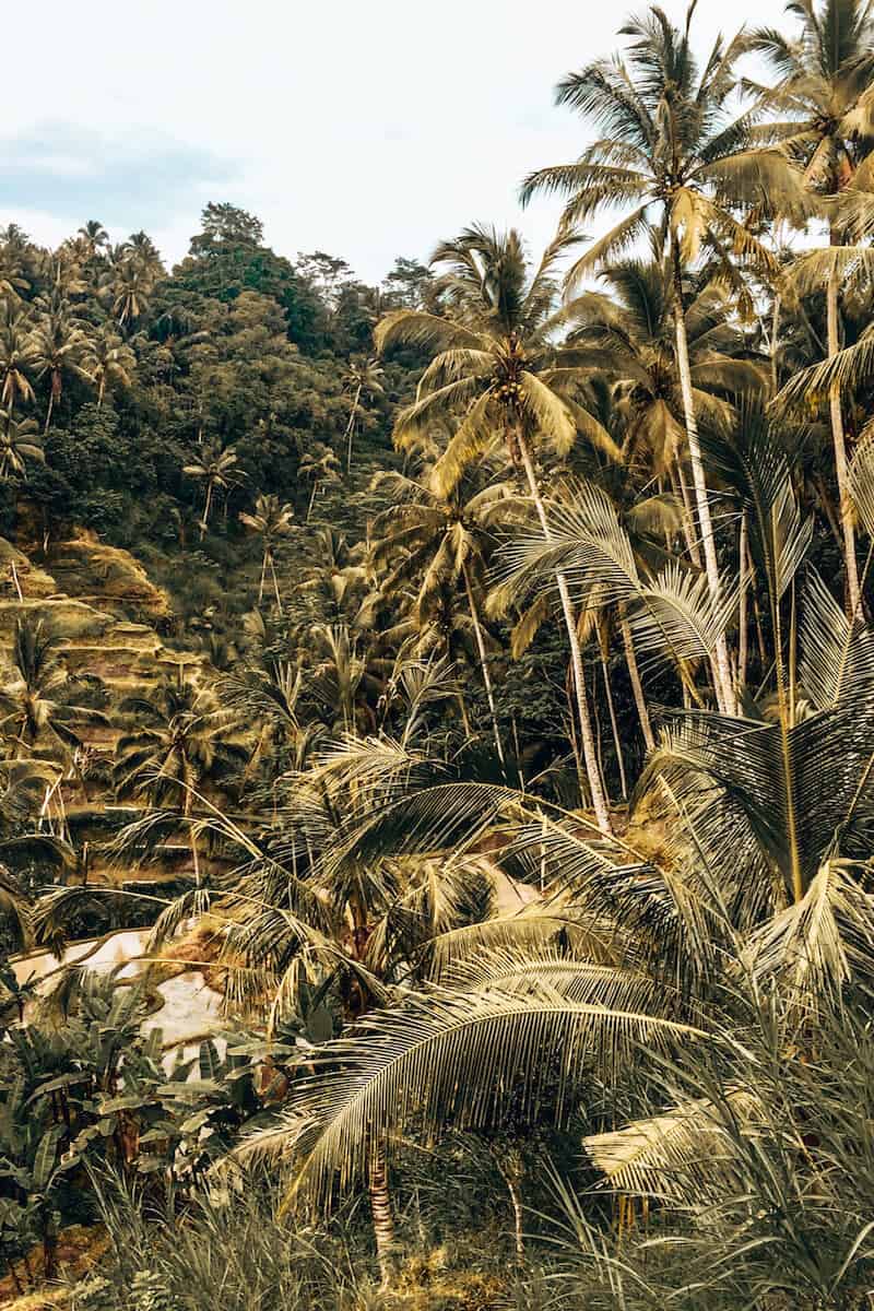 Dense jungle forest and rice paddies in Bali