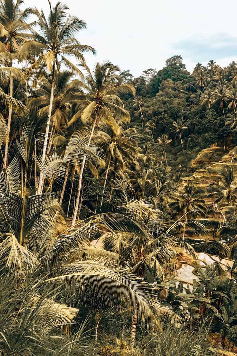 Palm trees and rice terraces in Bali