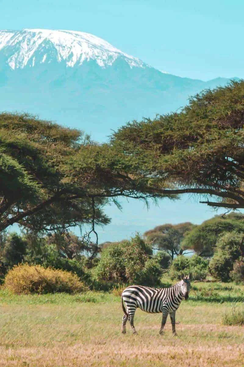 A zebra standing in the Kenyan savannah with a mountain in the background