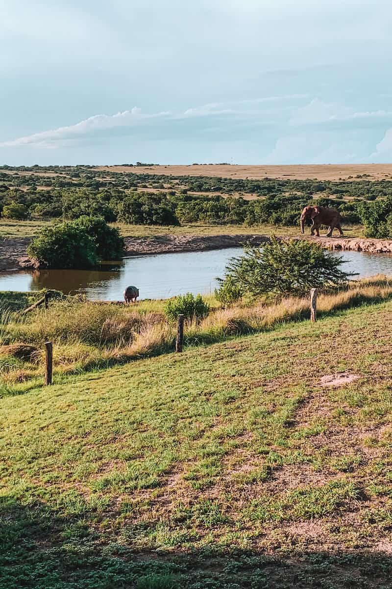 An elephant walking to a waterhole