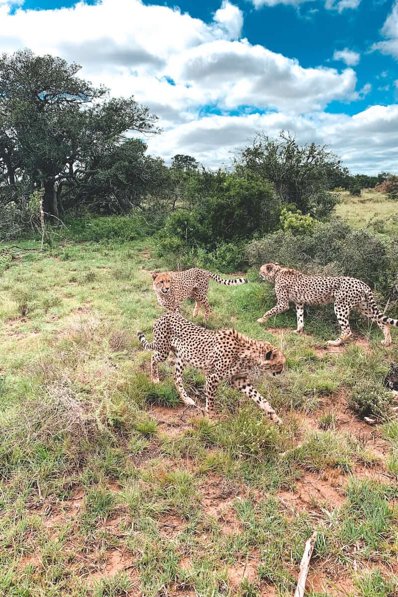 Three cheetahs in a game reserve in South Africa