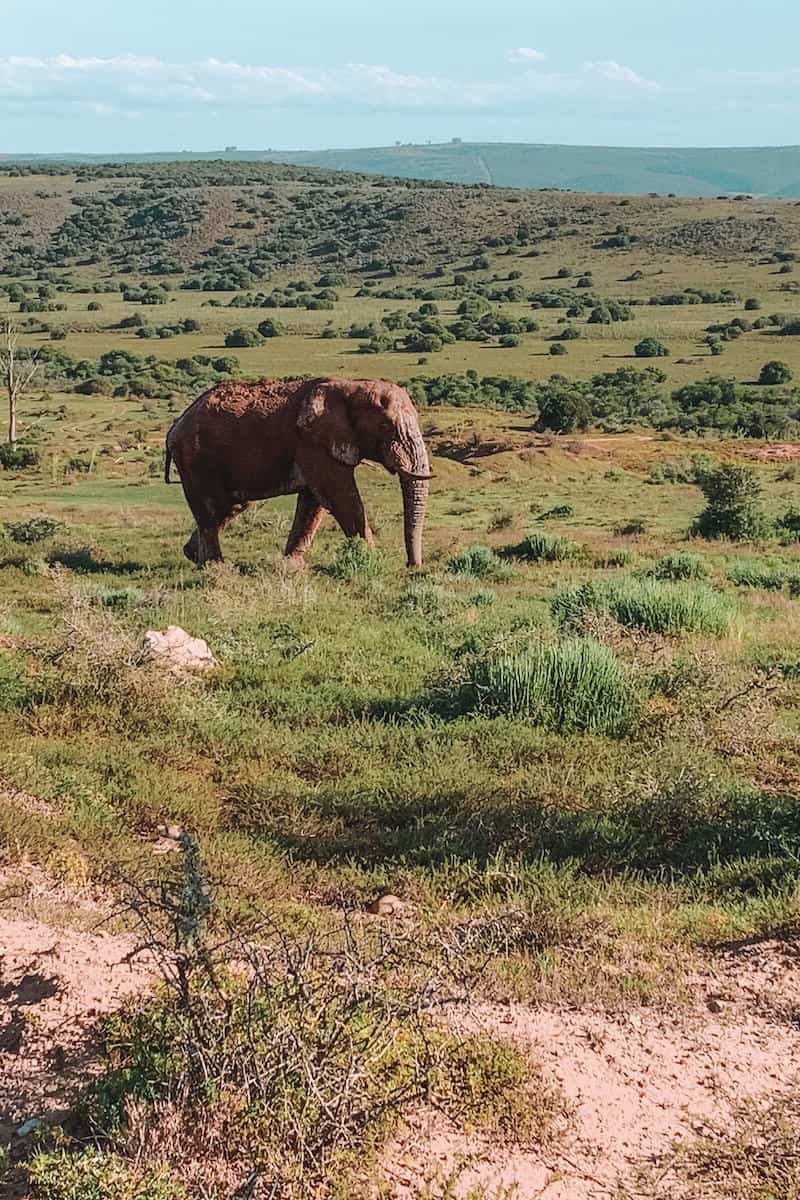 An elephant walking in a game reserve in South Africa