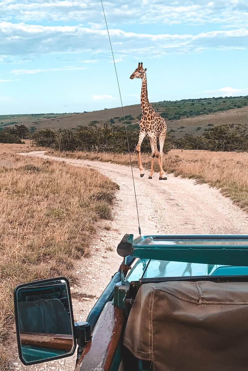 A view from a safari jeep looking towards a giraffe on a dirt track
