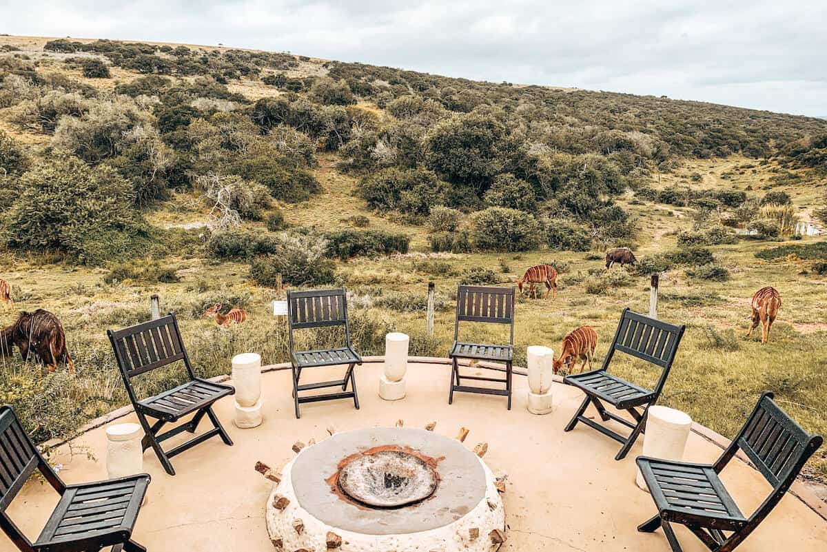 Chairs on a hotel patio surrounded by grazing antelope