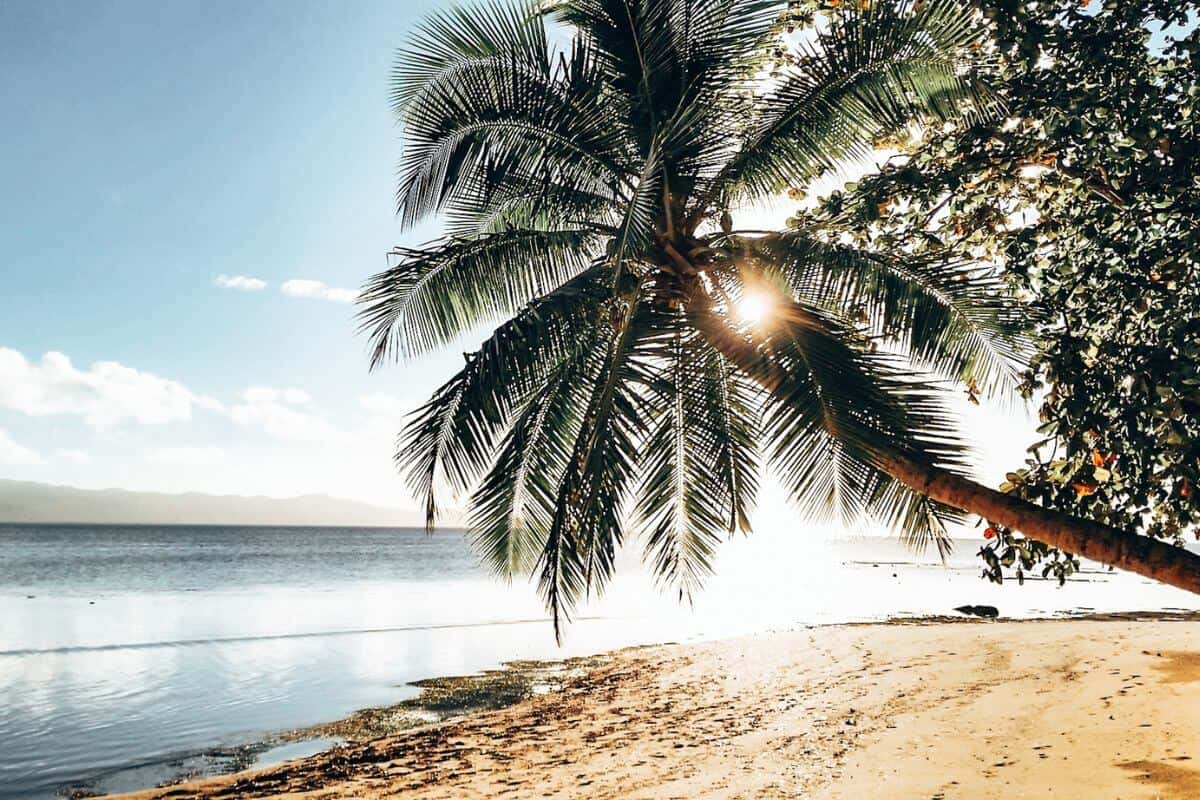 A palm tree hanging over a beach at sunset