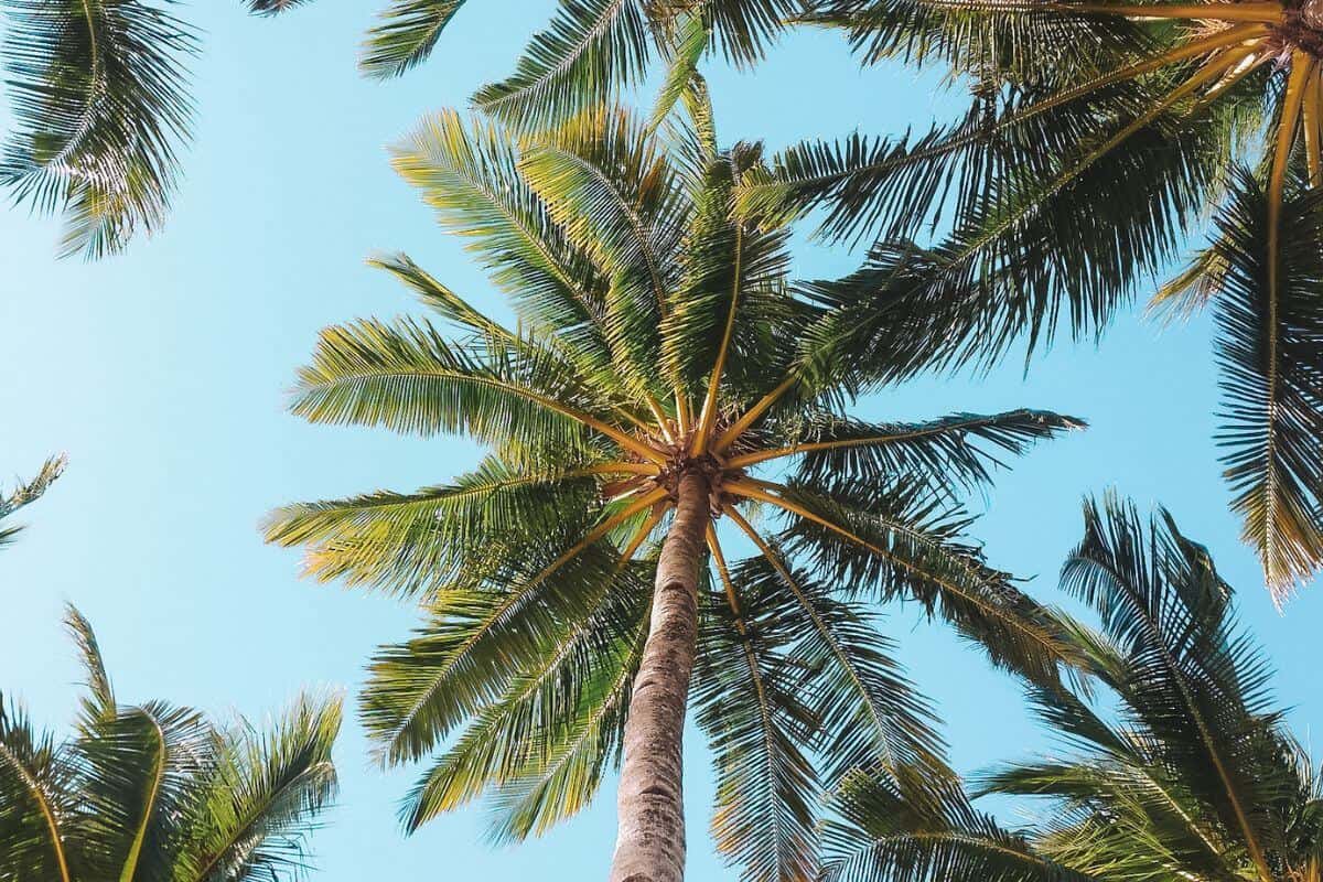Palm trees framed against a brilliant clear blue sky