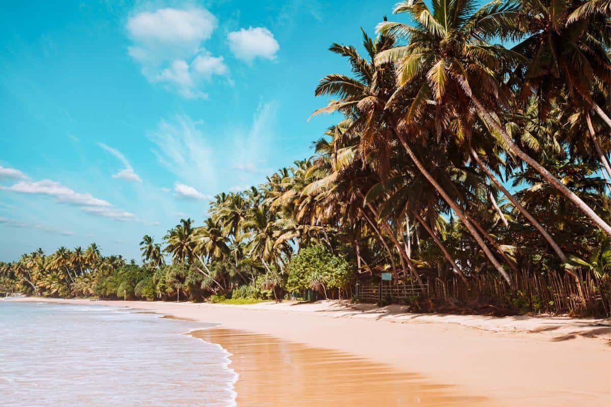 A sweeping golden sand beach fringed with palm trees in Sri Lanka