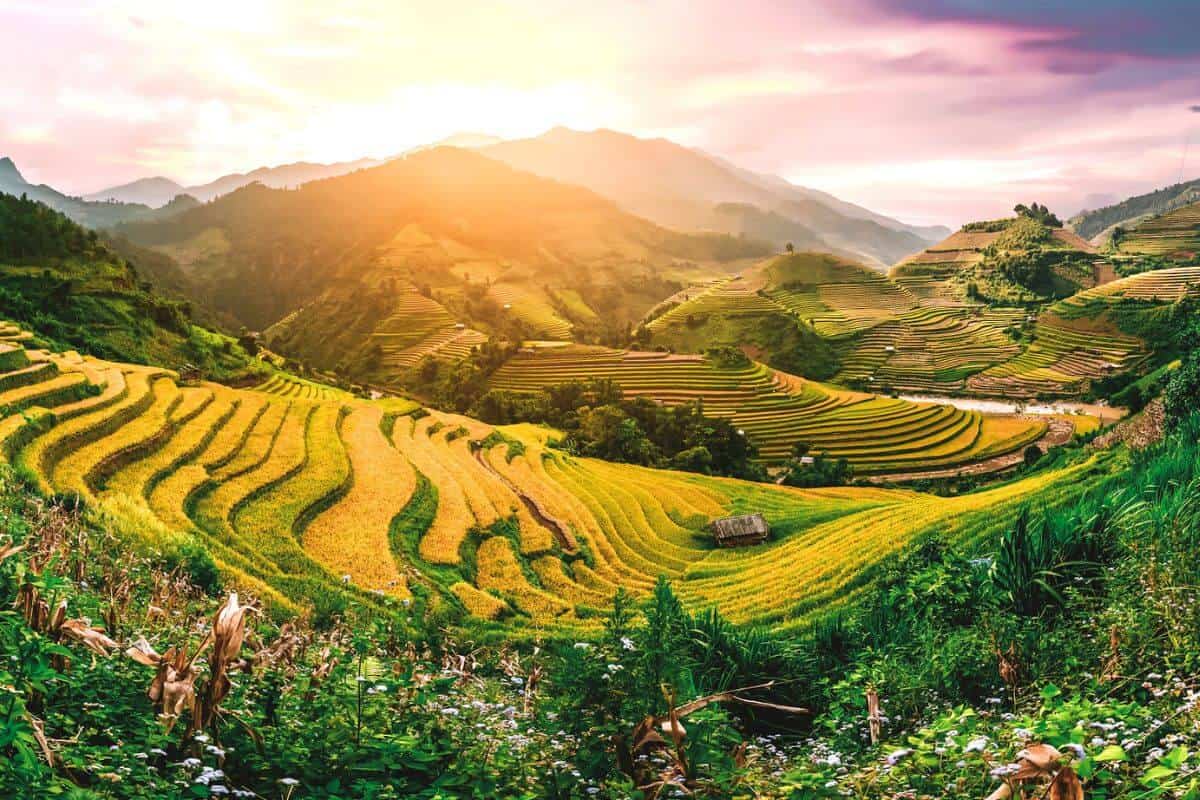 A view across lush green rice terraces and mountains in Northern Vietnam